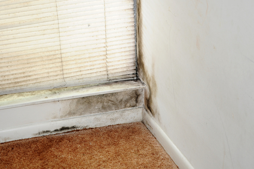 This is a picture of mould growth on a wall.